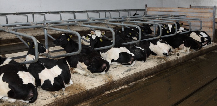 cows 2.jpg